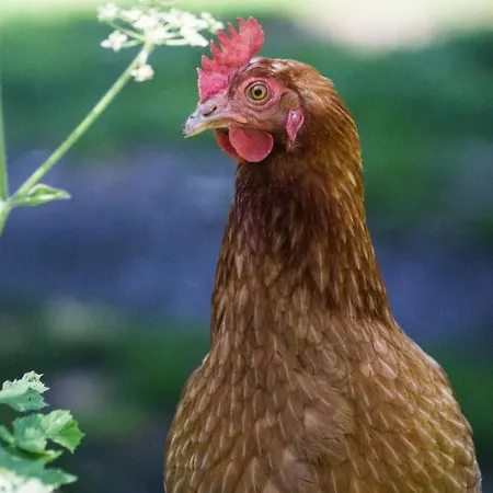 Oda ve Kahvaltı Agri-b&b Lou Col