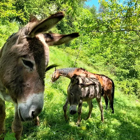 Oda ve Kahvaltı Agri-b&b Lou Col 3*