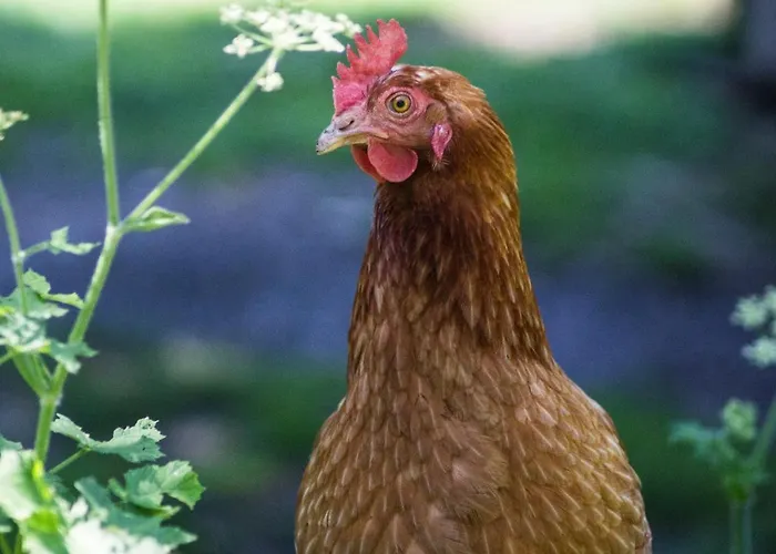 Bed & Breakfast Agri-b&b Lou Col